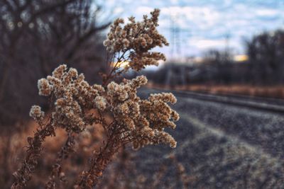 Close-up of plant against scenic railroad background 
