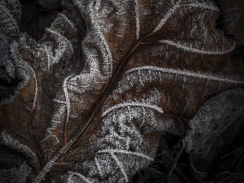 Close-up of feather on dry leaves