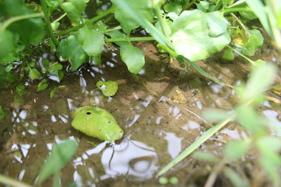 Close-up of frog on leaf in lake