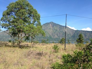 View of trees on landscape against mountain range