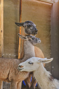 Alpaca portrait. guanaco and llamas on a farm in arequipa, peru. production of ancient alpaca wool 