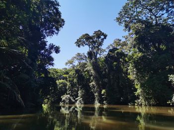 Trees by lake against sky in forest