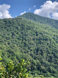 Scenic view of forest against sky