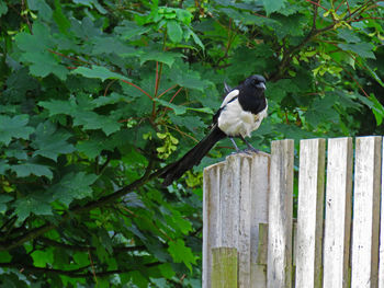 Bird perching on wood against trees