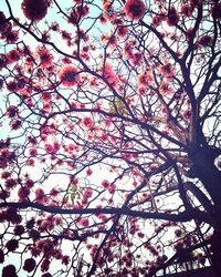 Low angle view of tree against sky