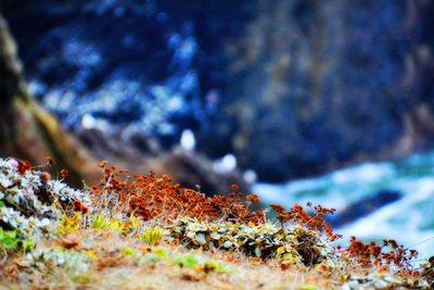 Close-up of lichen