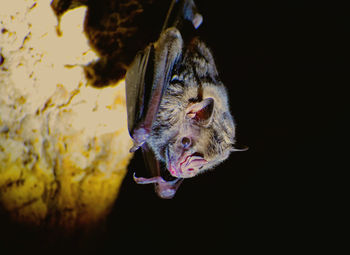 Close-up of a bat