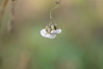 Close-up of spider on web