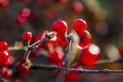 Close-up of red berries on plant