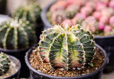 Close-up of succulent plant in pot