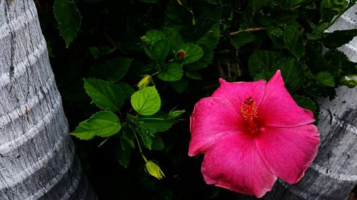 Close-up of pink flowers