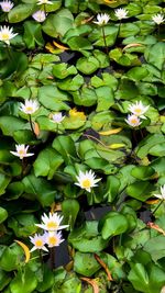Close-up of white flowering plants