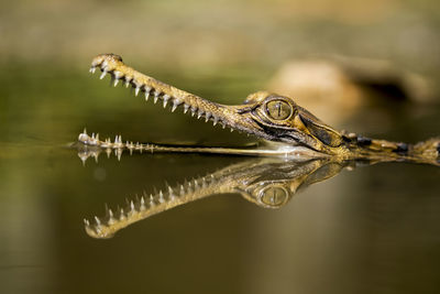 Close-up of crocodile sinyulong