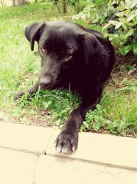 Black dog on grass