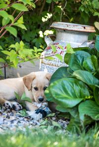 Puppy sitting amidst plants