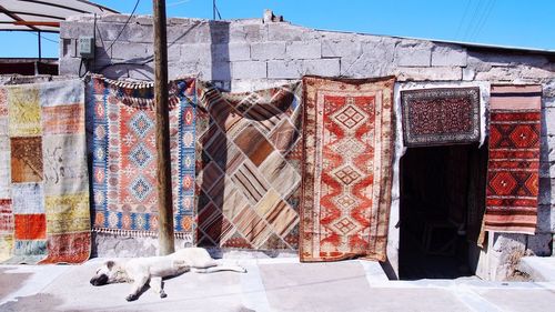 Dog sleeping against carpets drying on building terrace