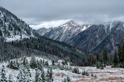 Pine trees on snowcapped mountains against sky