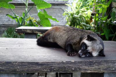 View of a sleeping resting