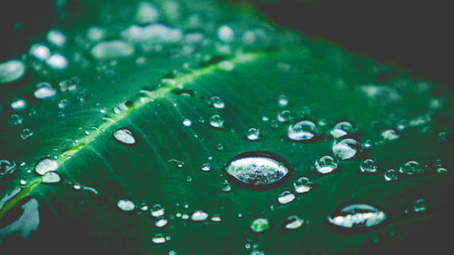 Close-up of water drops on leaf