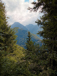 Pine trees in forest against sky