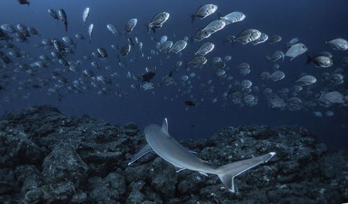 Fish swimming in sea