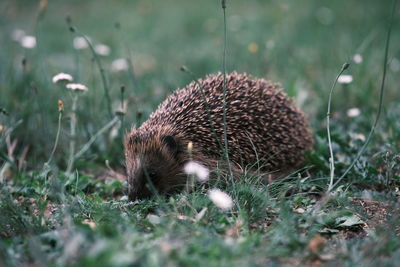 Hedgehog in wildlife 