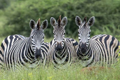 Zebras in a field