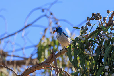 Low angle view of bird perching on branch