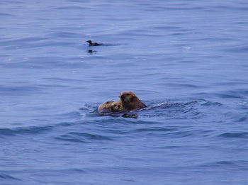 High angle view of duck in sea