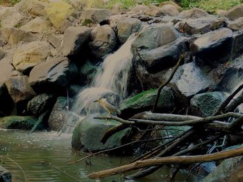 Stream flowing through rocks