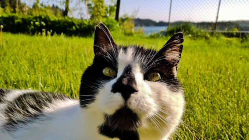 Close-up portrait of a cat