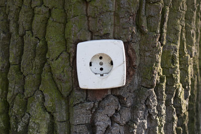 Close-up of face on tree trunk