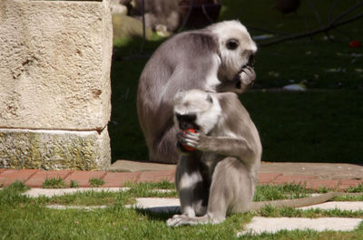 Close-up of monkey on grass