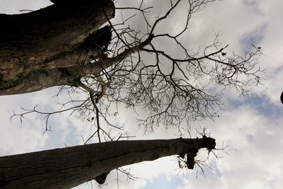 Low angle view of silhouette tree against sky