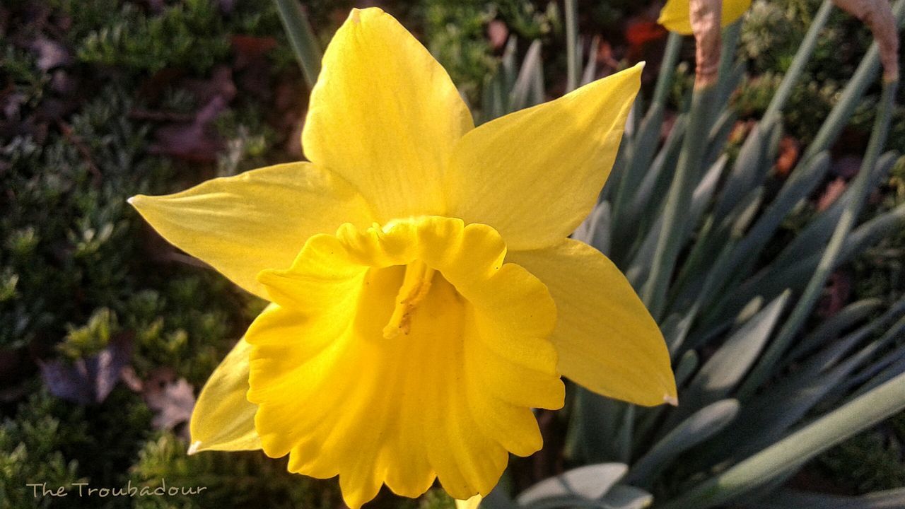 CLOSE-UP OF YELLOW FLOWERS BLOOMING