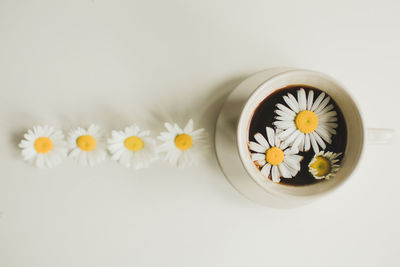 Close-up of white daisy flowers