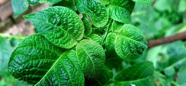 Close-up of dew drops on plant leaves