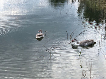 High angle view of ducks swimming in lake