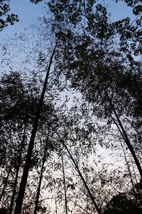 Low angle view of trees against sky