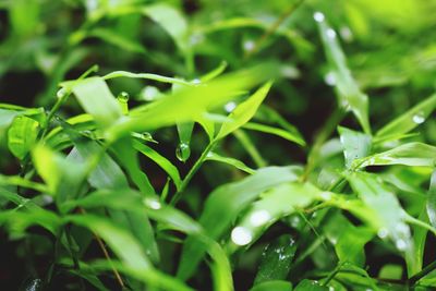 Close-up of fresh green plants