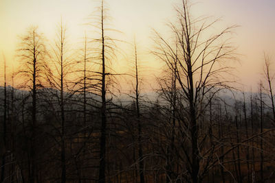 Bare trees in forest against sky