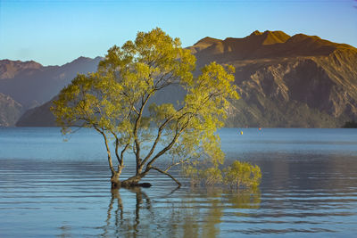 Tree by lake against sky