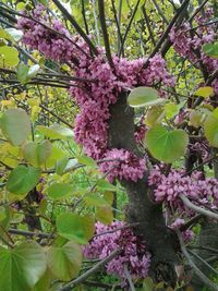 Pink flowers blooming on tree