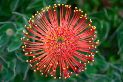 Close-up of red flower