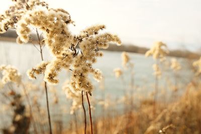 Close-up of flowering plant on field