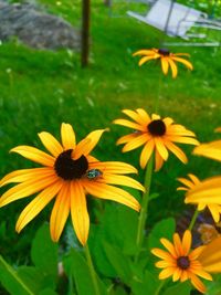 Close-up of bee pollinating on yellow flower