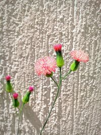 Close-up of pink flowers blooming outdoors