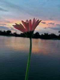 Close-up of pink flowering plant against lake during sunset
