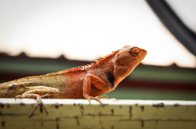Close-up of a lizard on fence