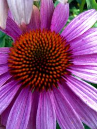 Close-up of purple coneflower blooming outdoors